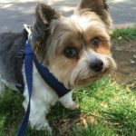 Is Your Dog Bored?