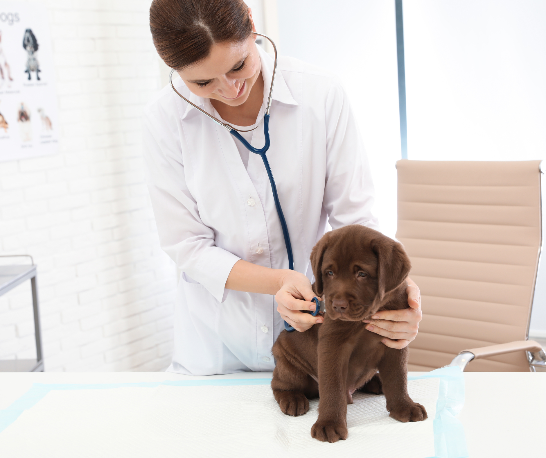 East ways to prepare your puppy for their Vet visit.