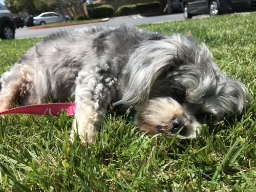 Another essential tip for better dog walks is allowing your dog to sniff and take their time during your walk.