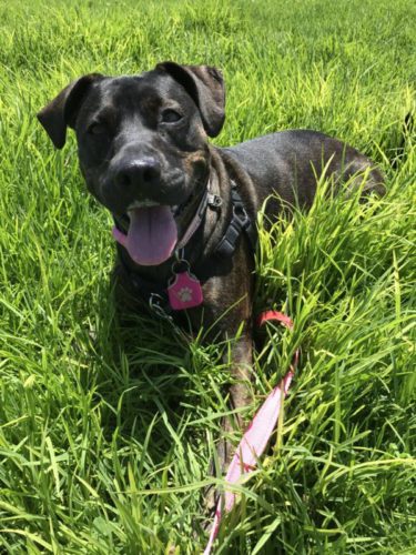 Benefits of daily walks for your pup. This is Ripley relaxing in the grass at the local park.