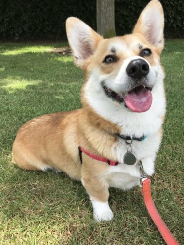 Another essential tip for better dog walks is for your dog to wear a well fitting harness.