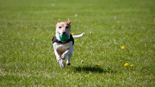 Play a game of fetch to build the value of playing with you while on your walks!