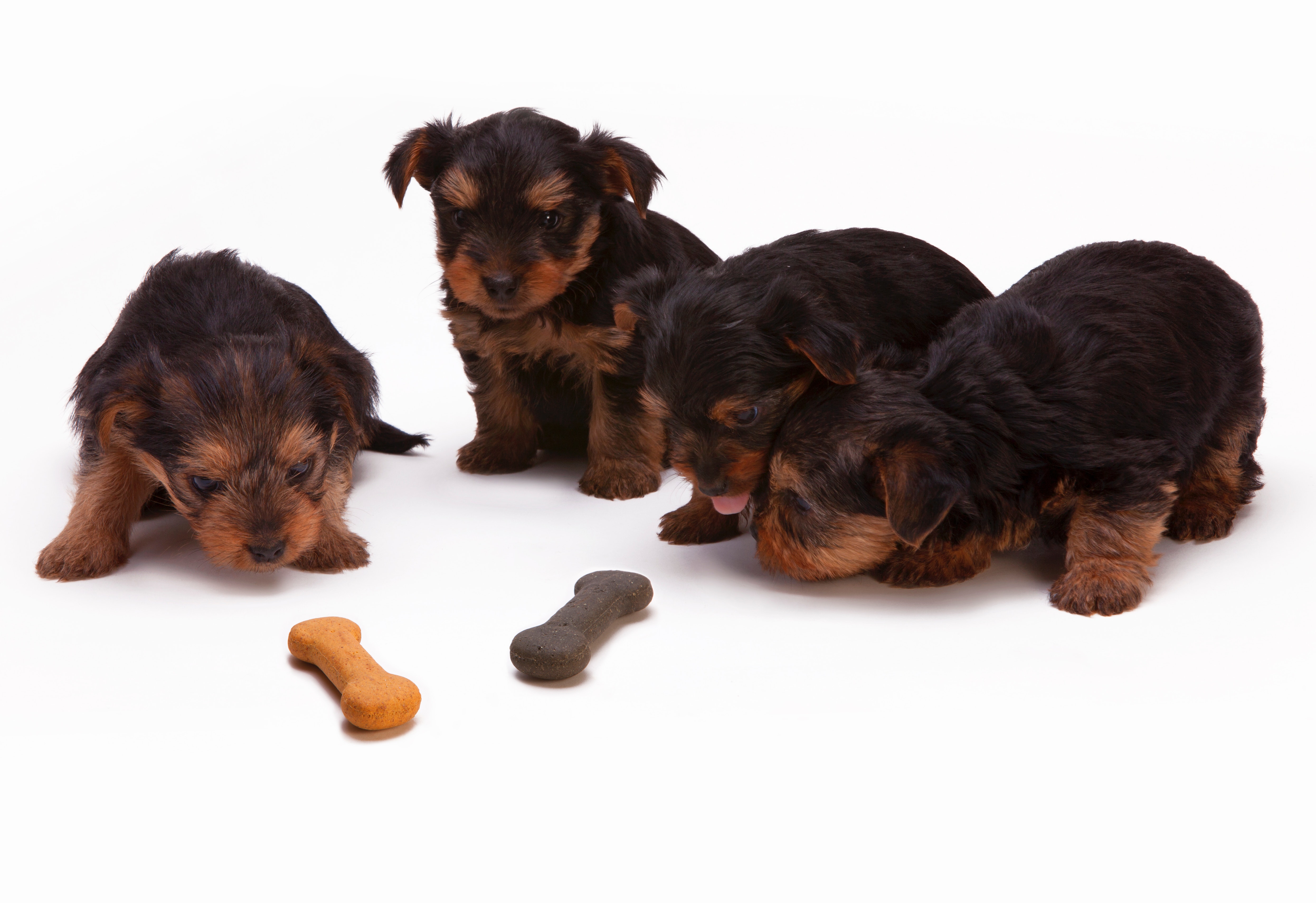 Treats and Kibble rewards
