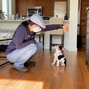 We Do It Homeschool Puppy Training I'm teaching Mr. Biggie the Bulldog to SIT and not jump up at food.