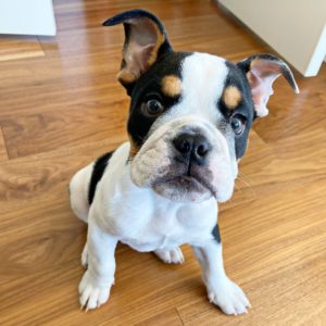 Huntington Beach Proactive Puppy Training & Dog Training