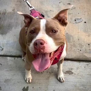 Where Dogs Thrive Client Testimonials Dog Training