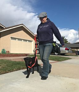 Where Dogs Thrive offers professional Puppy training in Huntington Beach California.