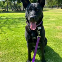 Luna on her dog walk in the park!