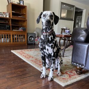Where Dogs Thrive Client Testimonials Private Dog Training