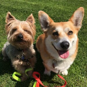 Where Dogs Thrive Puppy and Dog Training in Huntington Beach, offers expert guidance! Here is a picture of Odie the Yorkie and Macchiato the Corgi, who is a former student.