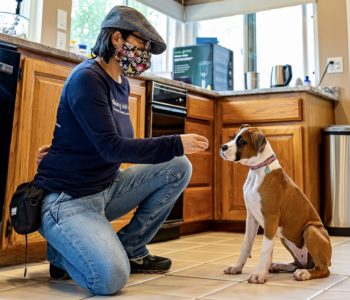 We jump-start training & show you how to maintain the behaviors.