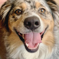 Dog training has enhanced Mr. Beau & his family's life together!