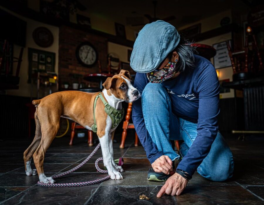 Stress-Free Puppy Training Home School Day Training
