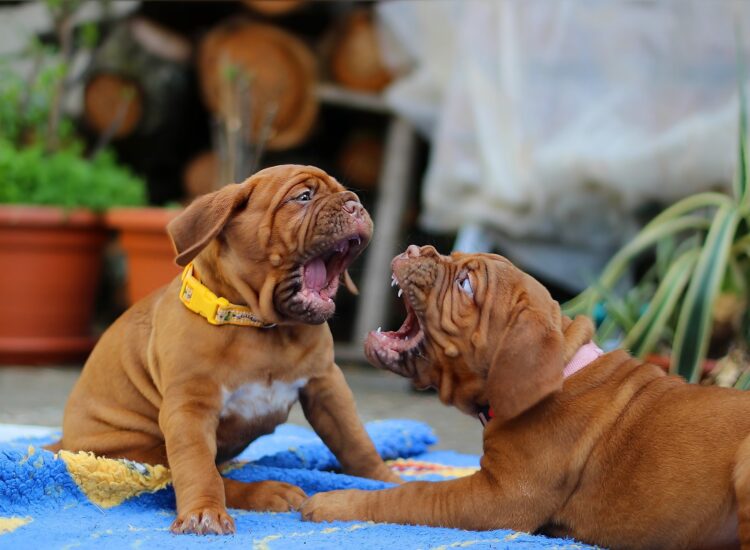Puppy Biting, Chewing, potty accidents, housebreaking, and crate training. We help you with it all.