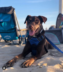 Where Dogs Thrive Client Testimonials