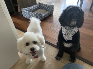 Where Dogs Thrive Client Testimonials Dog training