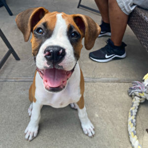 An image of cute Boxer puppy Roxy after her Socialization Puppy Training session with Where Dogs Thrive Puppy and Dog Training.