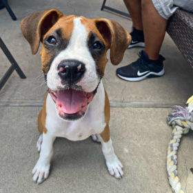 An image of cute Boxer puppy Roxy after her Socialization Puppy Training session with Where Dogs Thrive Puppy and Dog Training.