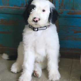 successful-puppy-training-secrets-cooperative-care