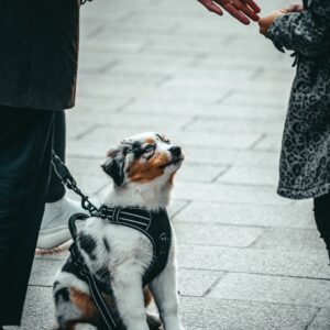 Puppy offering a "SIT" next to an adult while it is facing a child. Offering professional puppy training helps them learn polite greetings.