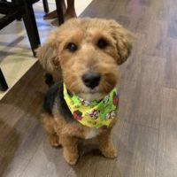 Cute Welsh Terrier offering to SIT instead of jumping on me after working with Where Dogs Thrive Puppy and Dog Training.