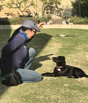 Nicole Narita is crouched down ont he grass, with a treat in her raised hand, training puppy Luna in her backyard for her Guardians.