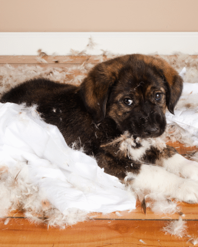 Cute puppy surrounded with fluff they removed from a pillow they tore up.