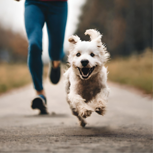 Does your dog run away when you call them?