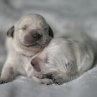 3 week old puppies. Preparing for your puppy before you bring them home to ensure the transition goes smoothly.