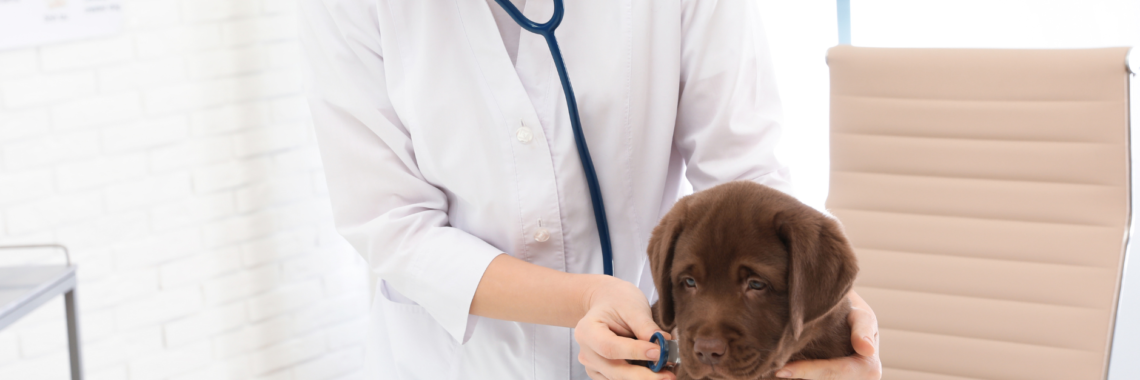 East ways to prepare your puppy for their Vet visit.