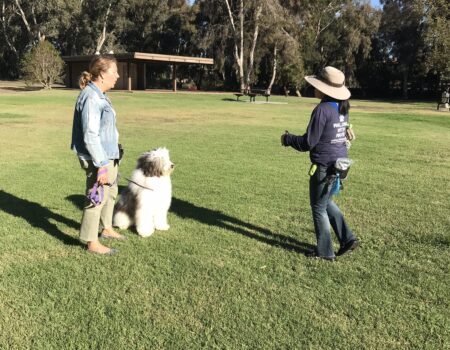 IMG_3566 Personalized one-on-one Coaching Dog Training with a Guardian and her Sheepadoodle at out local Huntington Beach park.