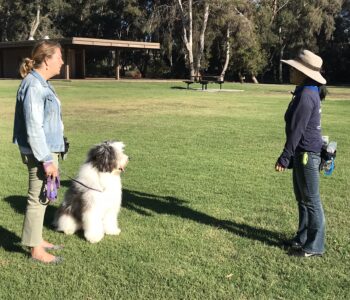 Where Dogs Thrive offers personalized one-on-one dog training for real life skills. Here I am with client's at our local Huntington Beach park.