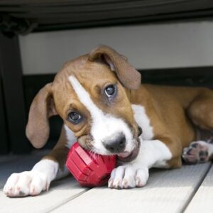 Puppy Teething Toys