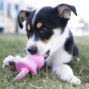 Kong Puppy Teething Toys