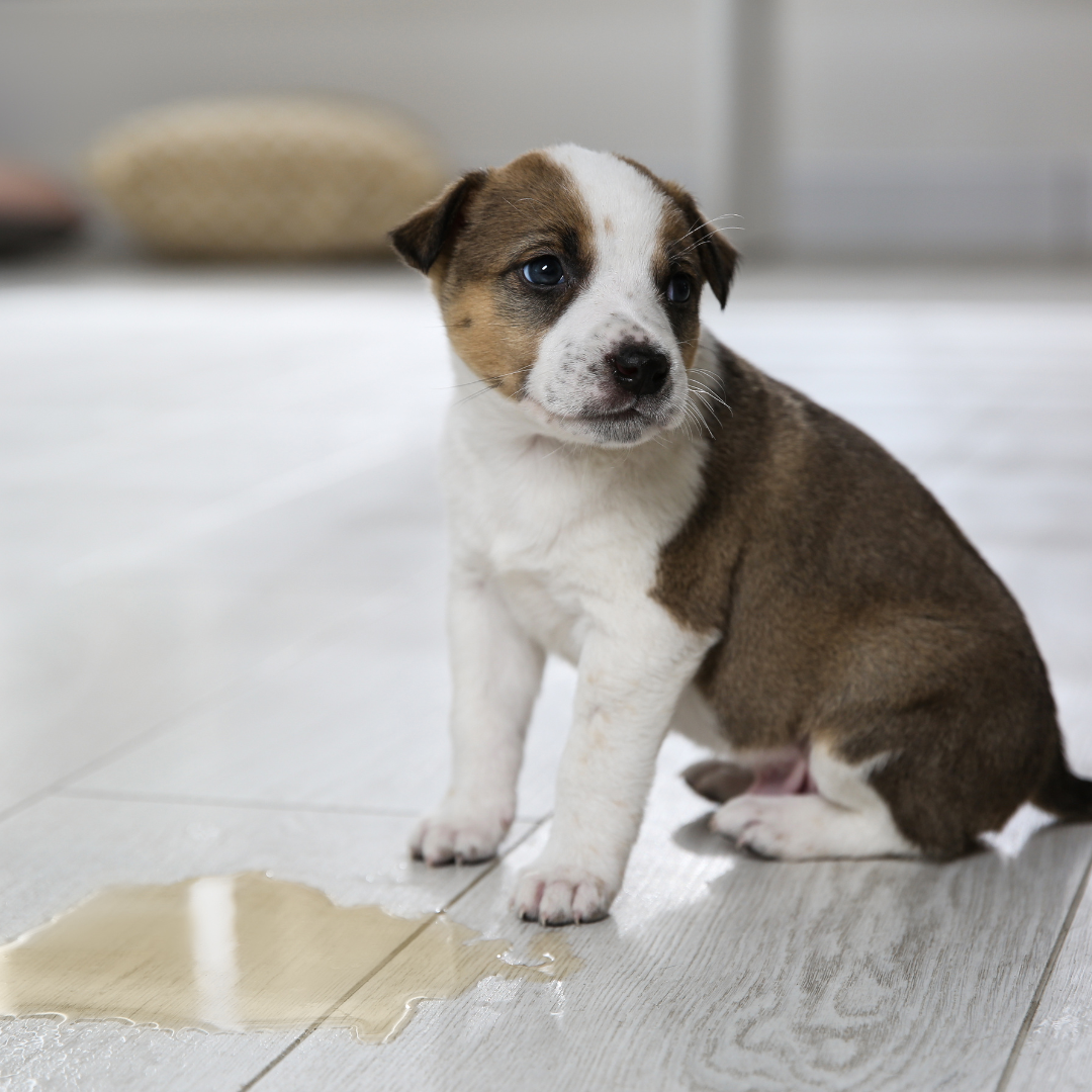 Choosing the perfect puppy potty spot. 
