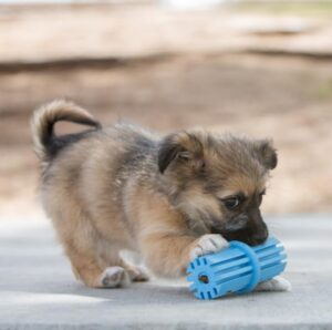 Kong Puppy Teething Toys