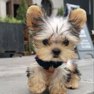 In-home Positive Puppy Training and socialization in Huntington Beach