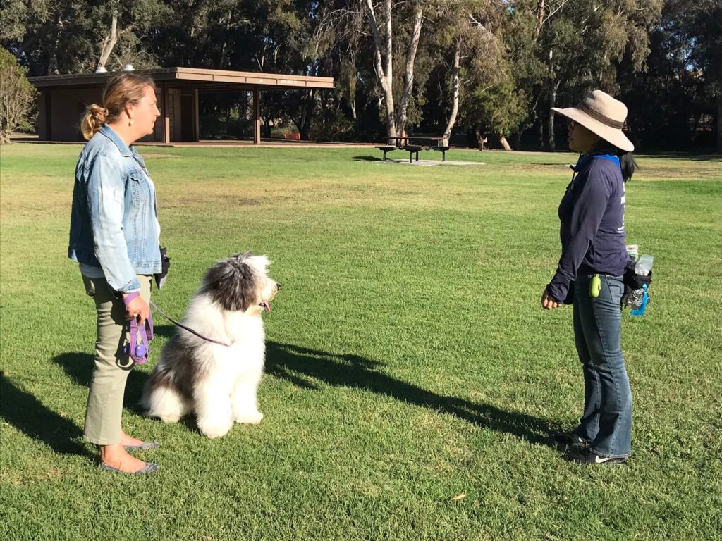 Expert dog trainer Nicole Narita, Coaching a client and her Sheepadoodle in Central Park, Huntington Beach.