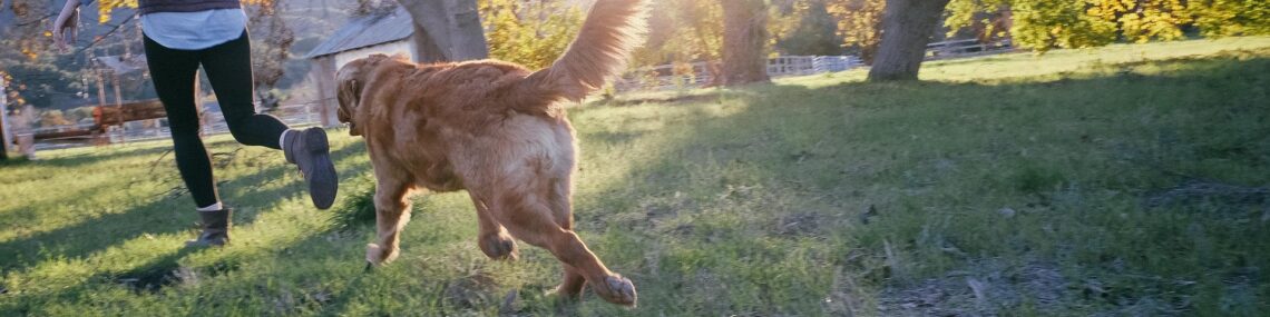Huntington Beach Dog Training Rules