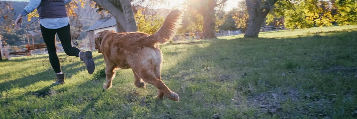 Huntington Beach Dog Training Rules