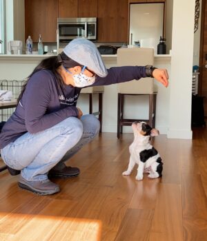 Nicole Narita crouching in the living room training a sit to a tiny Bulldog puppy.