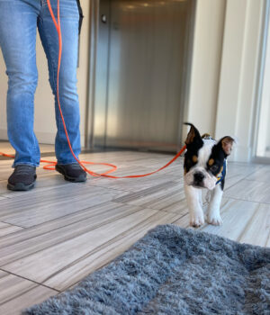 Nicole is training Bulldog puppy, Mr. Biggie, daily skills of living in an apartment building, entering and exiting elevators, and relaxing in public.