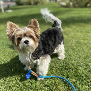 Biewer Terrier Bear standing on the grass looking at the camera on a sunny day.